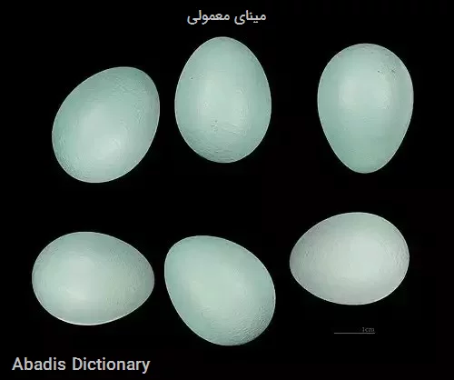 مینای معمولی